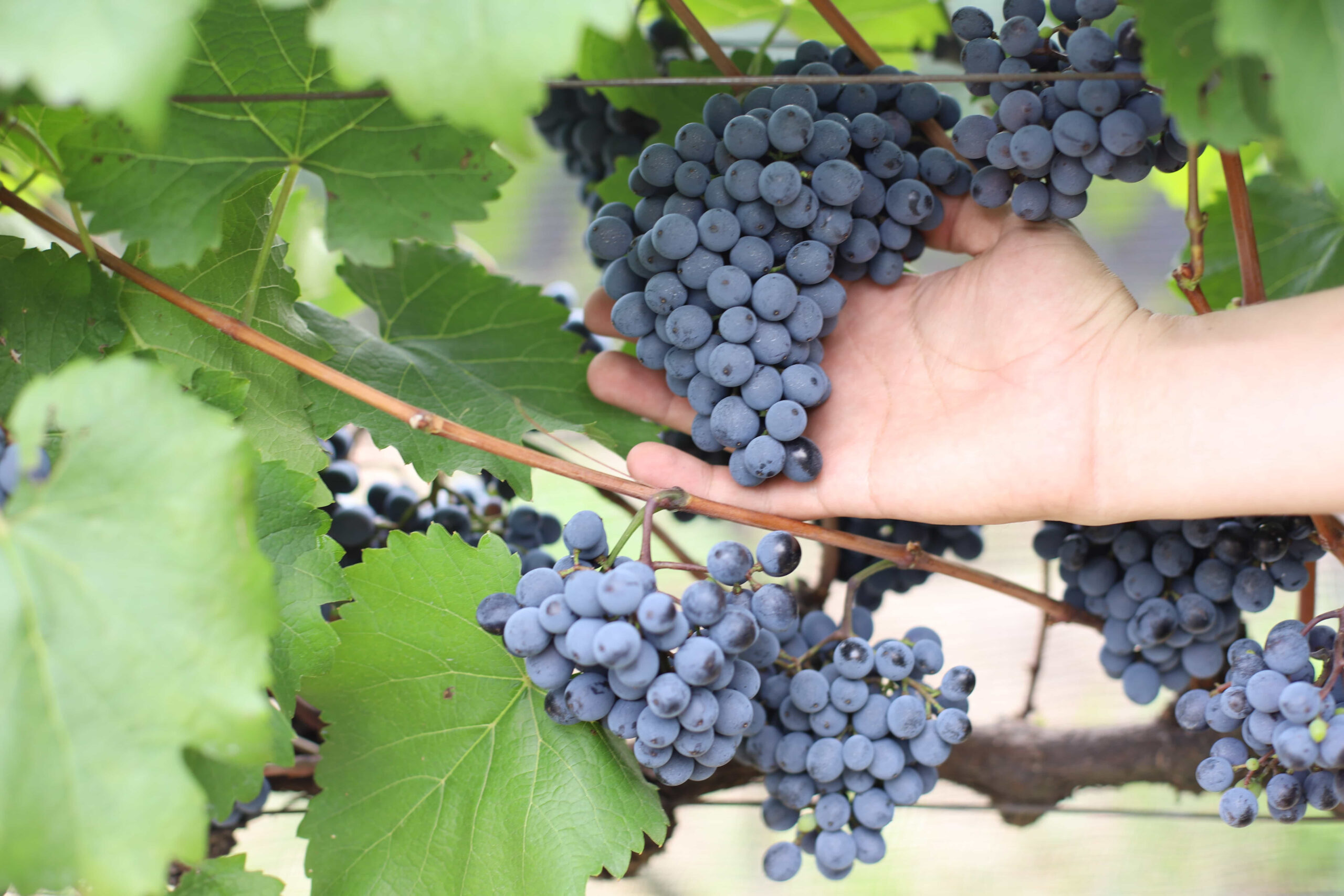 Vitivinicultura: uvas e vinho com mais qualidade. Participe do 6º Enoconexão