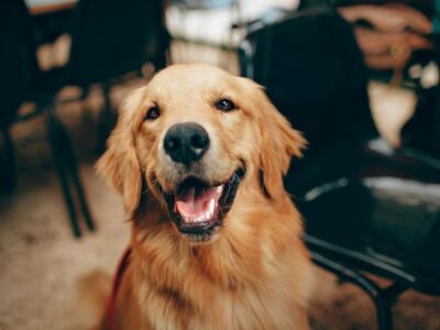 FDA dá sinal verde para remédio que prolonga vida de cachorros