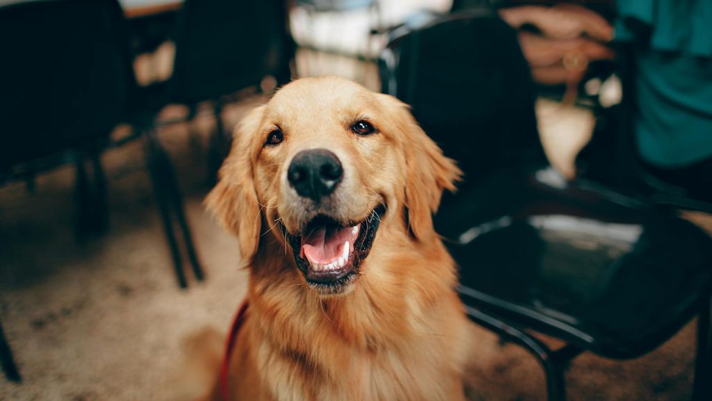 FDA dá sinal verde para remédio que prolonga vida de cachorros