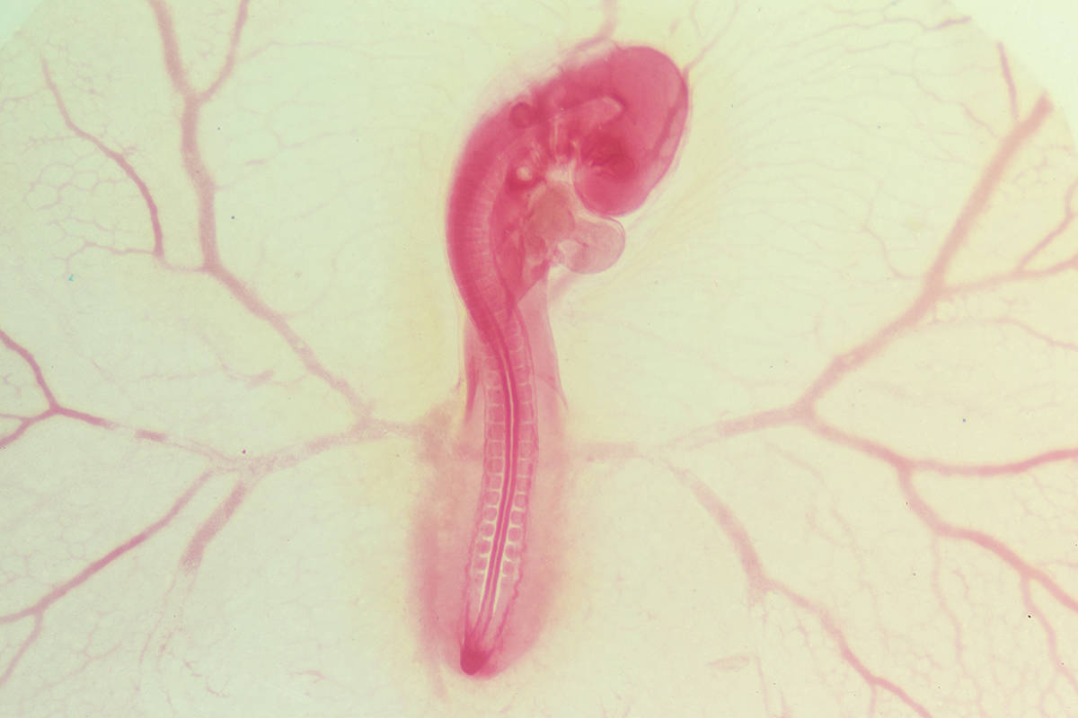 Modelo matemático usa embriões de galinha para investigar desenvolvimento humano