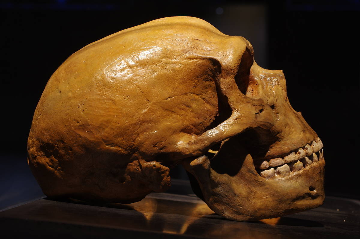 Você acorda cedo? A culpa pode ser dos Neandertais