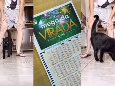 ‘Gato vidente’ conhecido por cravar resultados de futebol prevê números da Mega da Virada; saiba quais são