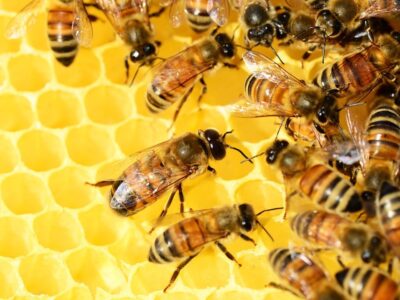 USP desenvolve ferramenta para garantir autenticidade do mel brasileiro
