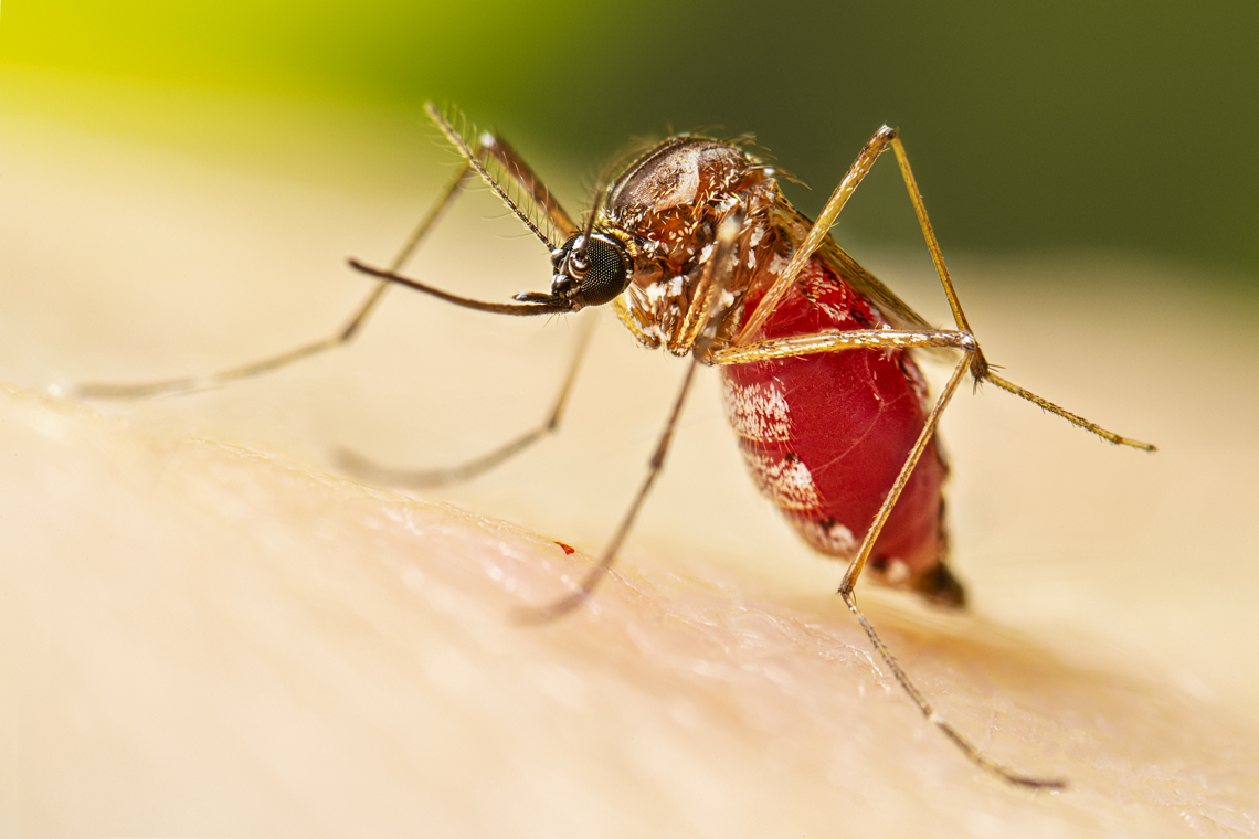 Brasil bate recorde de mortes por dengue em 2023
