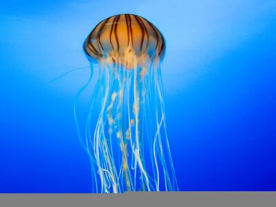Como água-viva “recria” tentáculos perdidos? Estudo responde