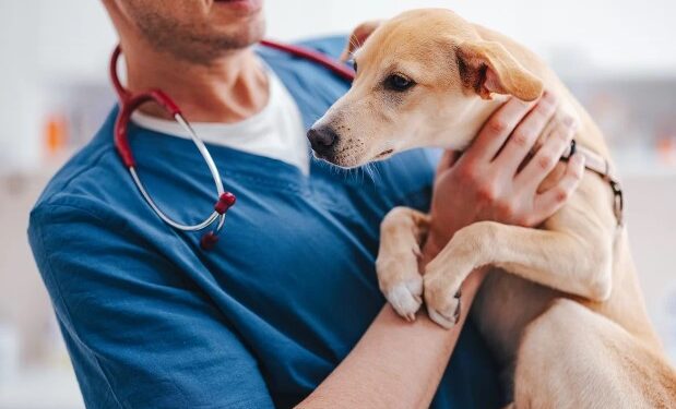 Fruta comum no Brasil pode ser mortal para os cães; saiba qual