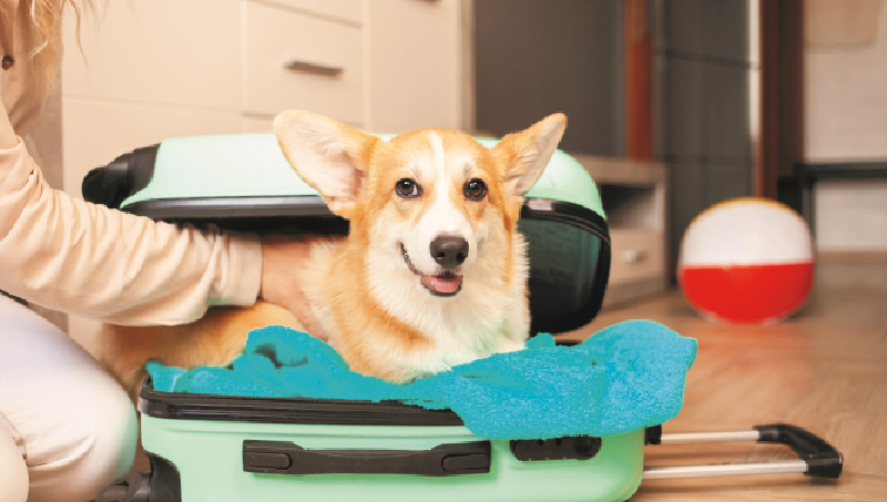 Vai viajar? Dicas para garantir o cuidado e a segurança dos pets em viagens ou hospedagem