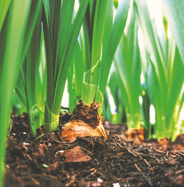 BNDES barra crédito rural para determinado grupo de produtores; Saiba detalhes