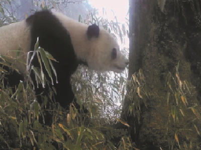 Pandas têm sua própria “rede social”, aponta estudo