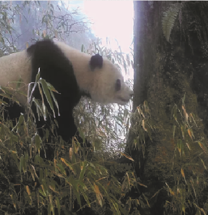 Pandas têm sua própria “rede social”, aponta estudo
