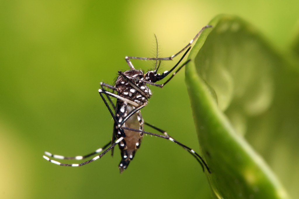 Brasil registra recorde de mortes por dengue