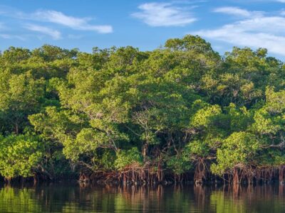 Floresta perdida há 22 milhões de anos é encontrada no Panamá