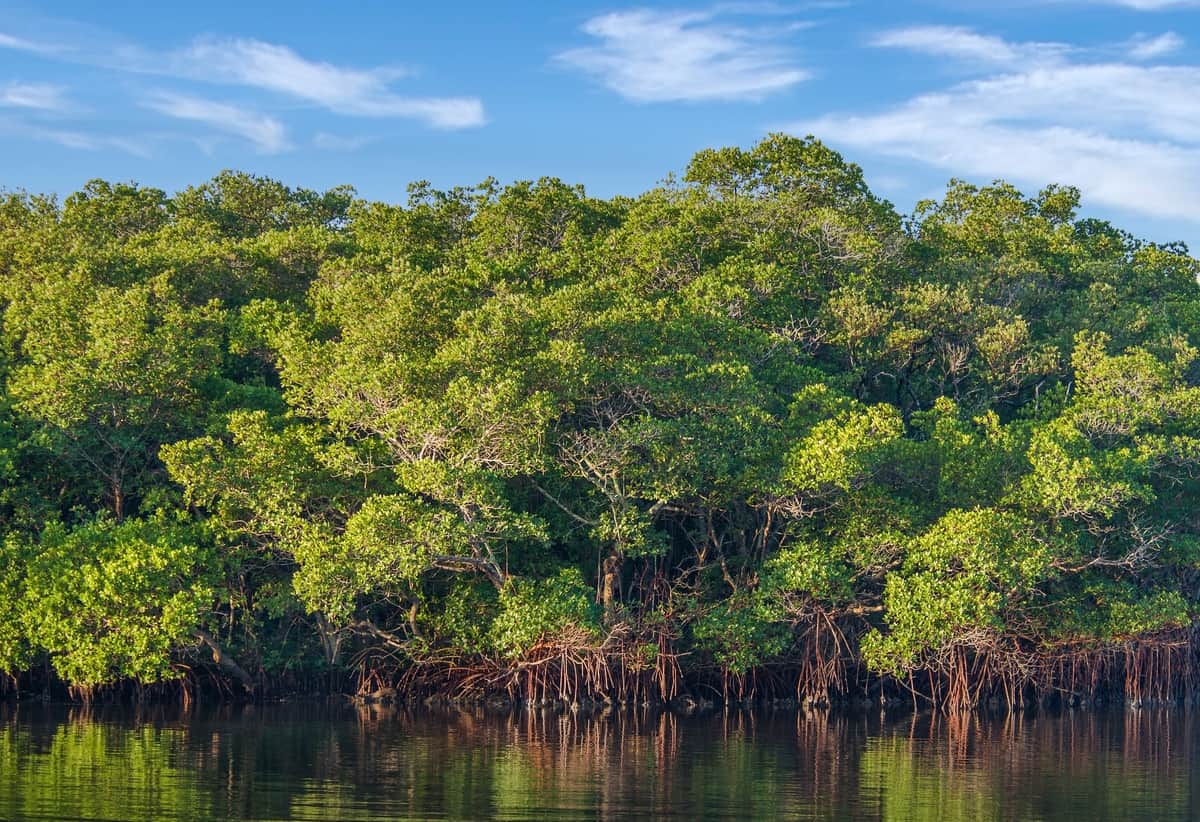 Floresta perdida há 22 milhões de anos é encontrada no Panamá