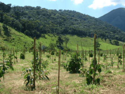 Restauração florestal: nova técnica acelera crescimento de árvores nativas da Mata Atlântica