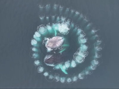 Baleias são flagradas caçando enquanto criam uma espiral de Fibonacci 