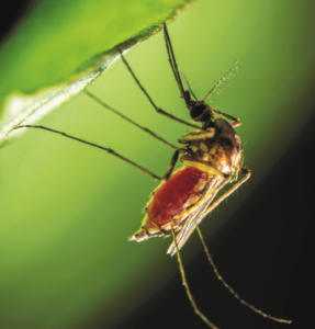 Governo Lula só tem vacinas contra dengue para 1% da população