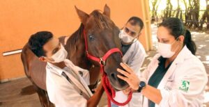 Vagas Abertas para o Programa de Aprimoramento em Medicina Veterinária da Unimar
