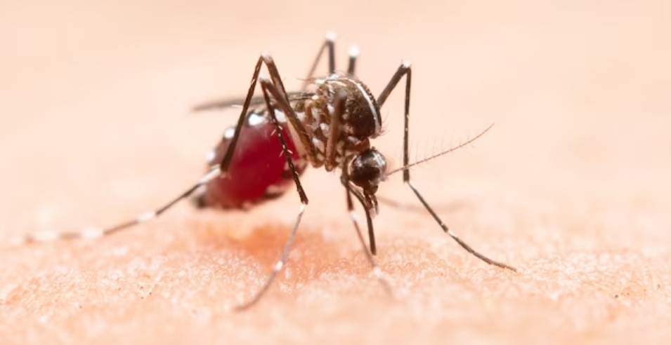 Vacina Dengue: sem prestígio político, Marília fica fora dos municípios paulistas