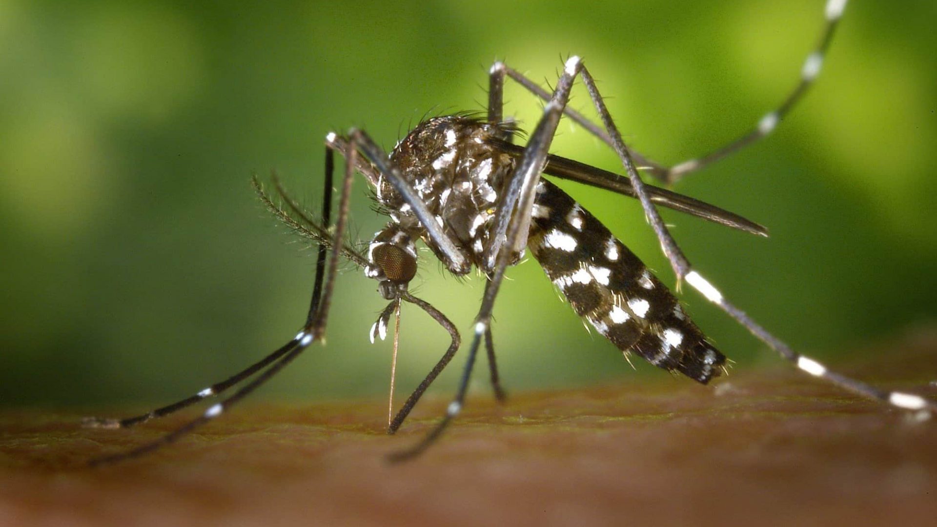 10 plantas que afastam mosquito da dengue