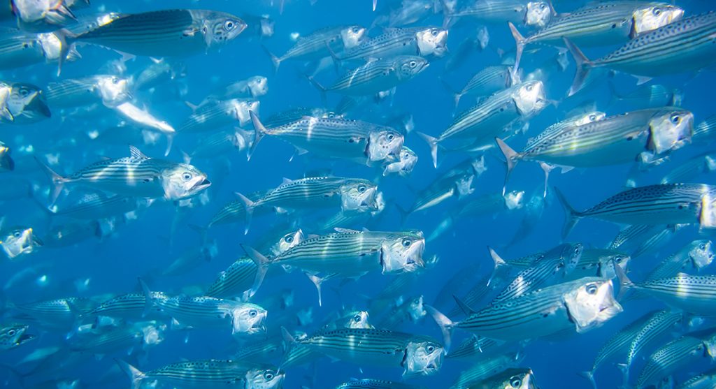 Mudanças climáticas encolhem peixes
