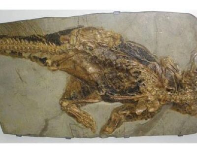 Cientistas descobrem fóssil de “dragão” de 240 milhões de anos