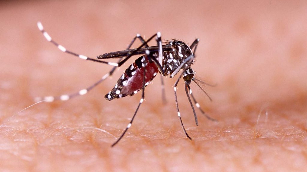 Brasil: casos de dengue em janeiro superam todo o ano de 2017