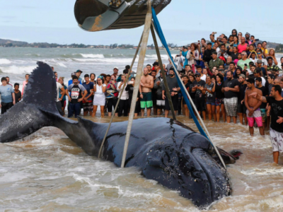 Por que baleias encalham na areia?