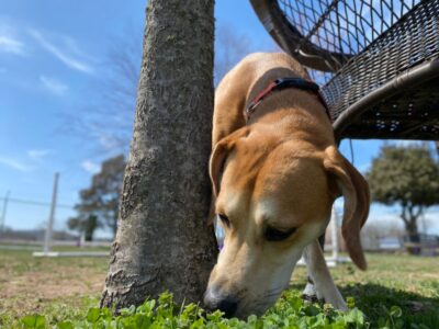 Cães podem farejar Parkinson com 90% de precisão, diz estudo