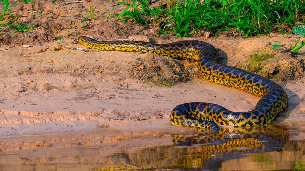 Documentário com Will Smith descobre anaconda na Floresta Amazônica