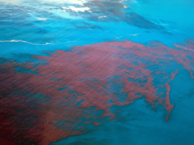 Maré vermelha: o que é o fenômeno que fez turistas passarem mal em Alagoas