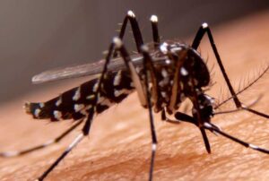 Dengue: saiba qual tipo sanguíneo é o “preferido” o mosquito