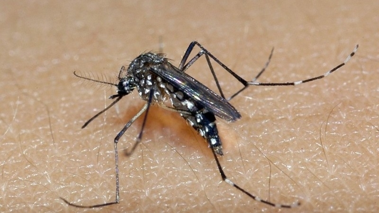 Entenda por que hemorragia não é o principal sintoma da dengue grave