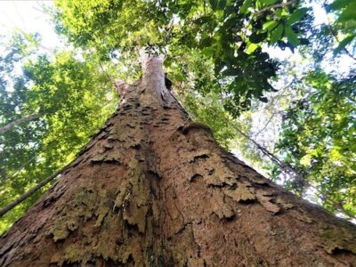 Os mistérios das árvores da Amazônia que têm altura de prédio de 18 andares