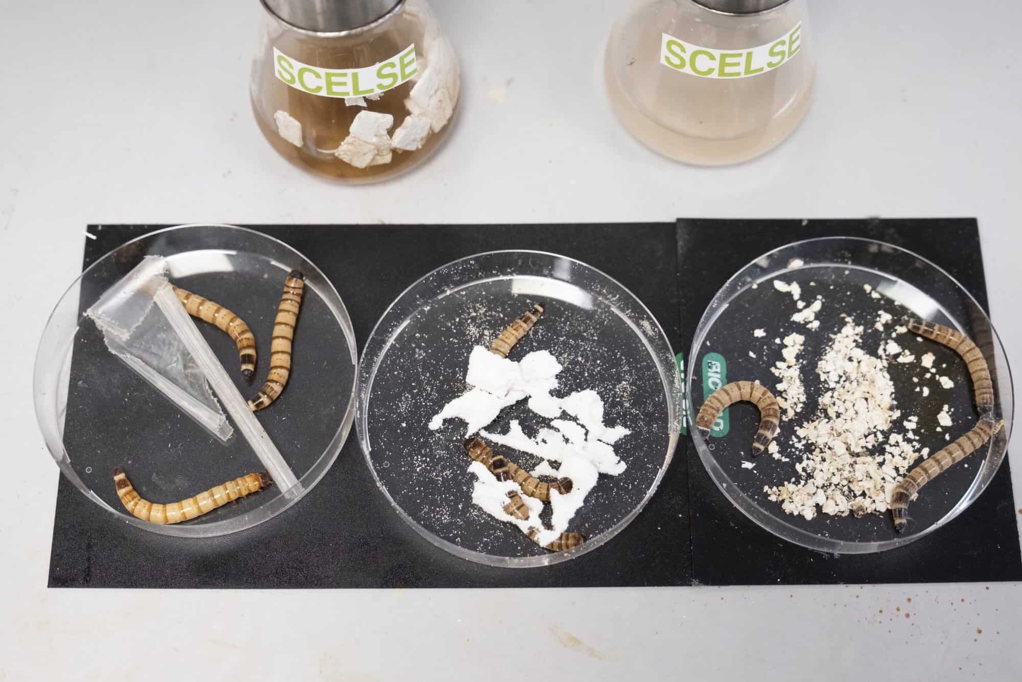 Vermes são utilizados para desenvolver intestino artificial que degrada plásticos