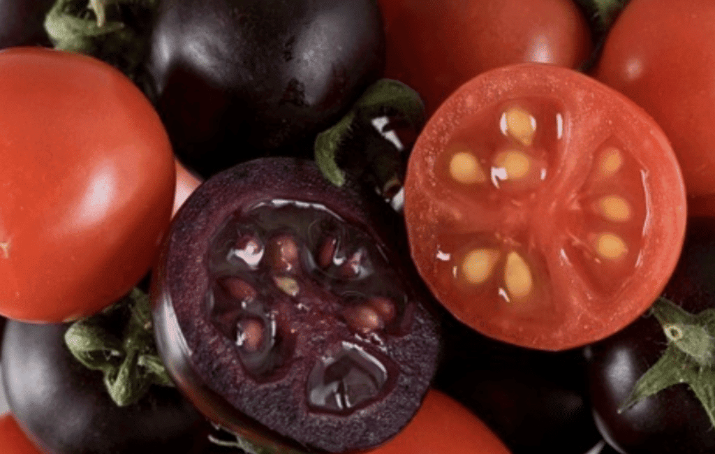 Tomate pode ser aliado no tratamento de intoxicação alimentar e febre tifoide