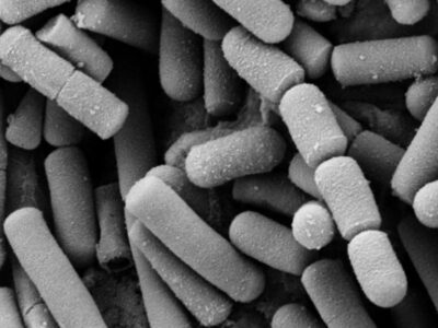 Bactérias submarinas convertem CO₂ em cristais