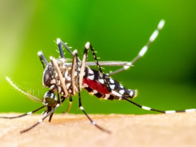 Quadro Grave: saiba quais são os grupos de risco para dengue hemorrágica