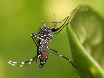 Dengue: Brasil pode ter  4 milhões de casos em 2024, alerta Ministério da Saúde
