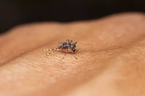 Por que os mosquitos ‘escolhem’ algumas pessoas para transmitir a dengue? Existem 2 motivos; saiba quais