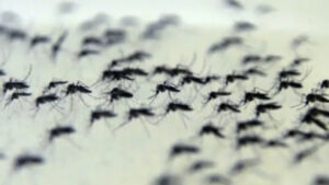 80% dos hospitais privados de São Paulo registram alta nas internações por dengue