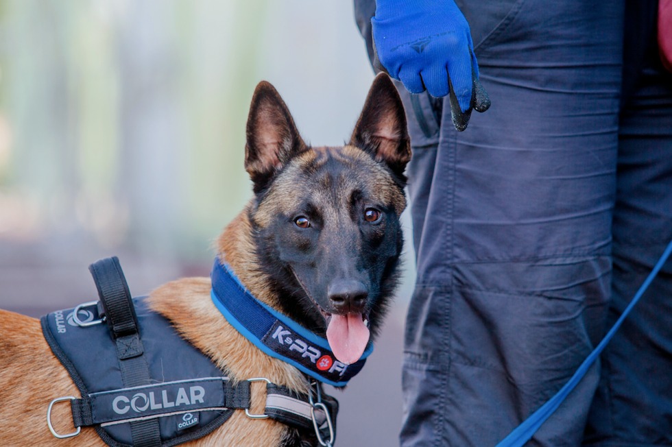 Após longas jornadas, cão farejador chega ao esgotamento físico nas buscas pelos fugitivos em Mossoró