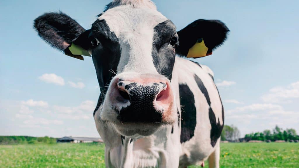 Vacas produtoras de insulina podem eliminar escassez do remédio no mundo