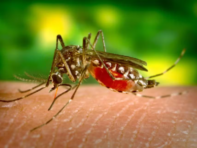 Dengue atinge recorde histórico no Brasil com mais de 1,8 milhão de casos em 2024