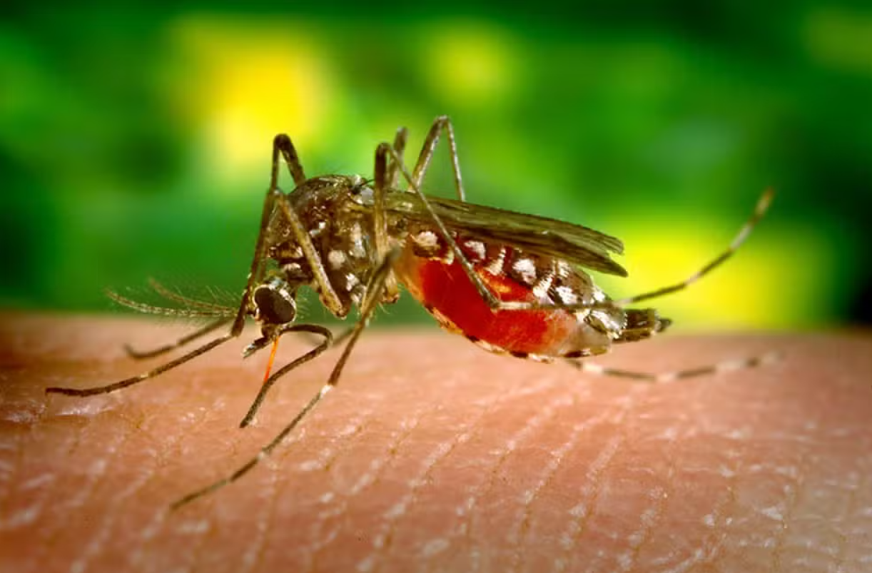 Dengue atinge recorde histórico no Brasil com mais de 1,8 milhão de casos em 2024