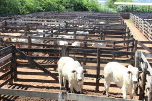 Leilão de Gado beneficente para as reformas da Ala SUS da Santa Casa de Marília é sucesso