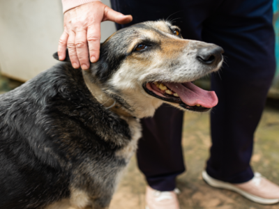 Remédio para aumentar vida de cães recebe milhões de dólares para sair do papel