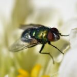Mistério revelado: entenda o motivo das moscas não serem vistas voando à noite