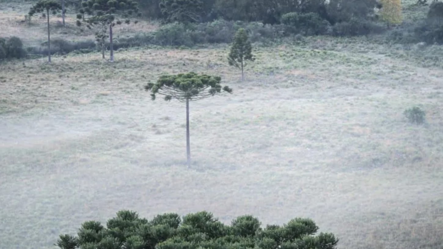 Frio chegando: cidade do Sul registrou temperatura de 0,1°C; veja mais sobre as previsões