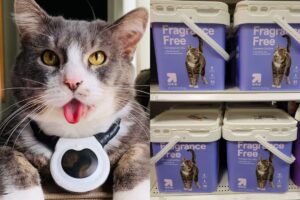 Vida nova: gato foge do tutor, é adotado por ONG e vira modelo