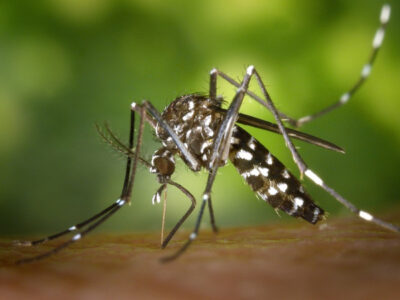 Brasil beira 3 milhões de casos de dengue e número de mortes é recorde